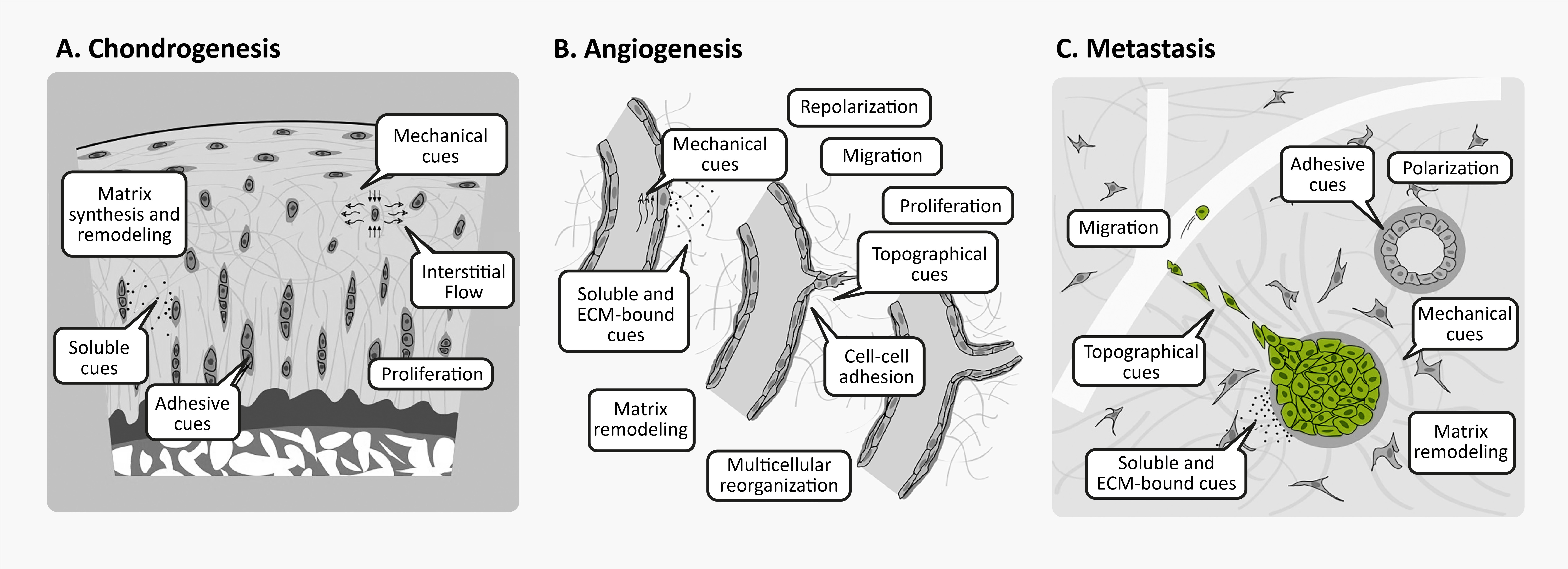 3D cellular phenomena in development tissue homeostasis and disease. Figures from Baker and Chen
